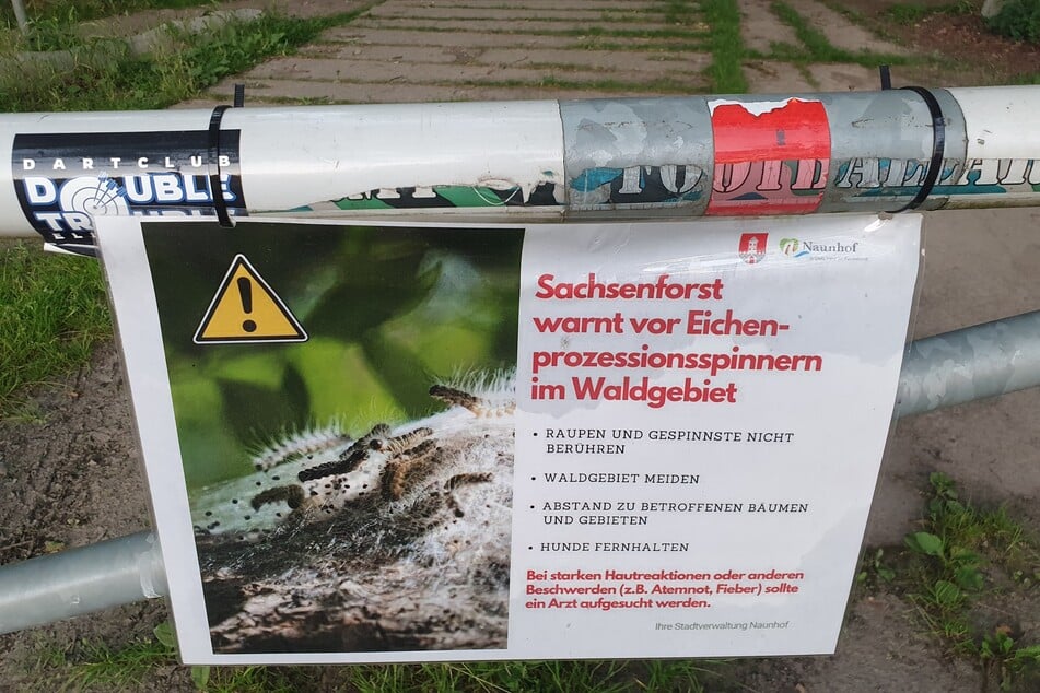 Massenweise kommen die Raupen in diesem Sommer nicht nur wie hier in Naunhof bei Leipzig, sondern auch im Elbtal um Dresden vor.