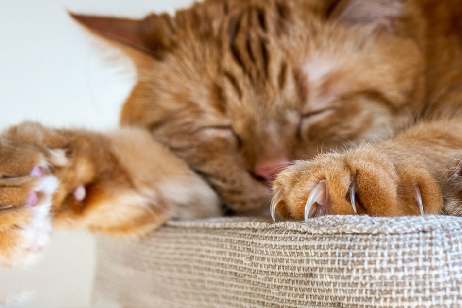 How to trim cat nails: Should you do it, and what's the deal with declawing?