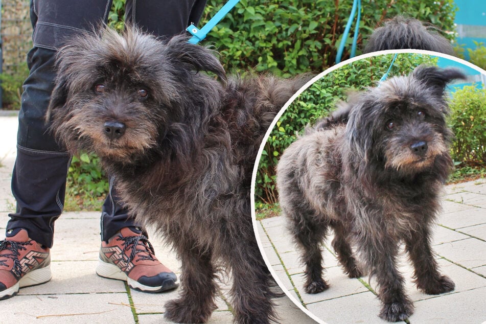 Hunde-Opa aus schlechter Haltung befreit: Findet "Charly" sein Happy End?