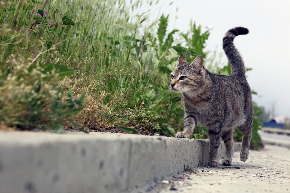 Findet die Katze nicht nach Hause?