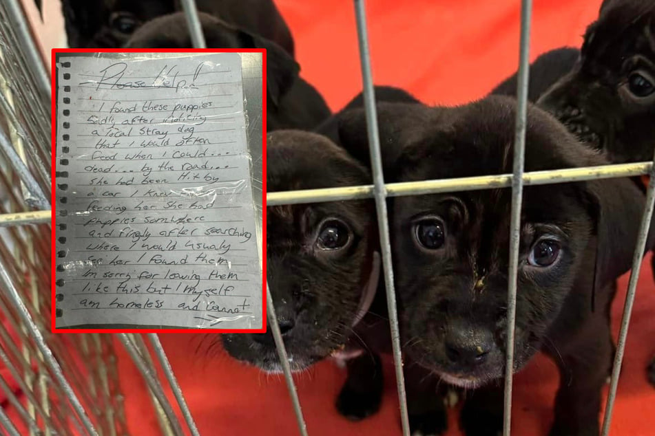 Abandoned puppies are left with a note that breaks animal rescuers' hearts!
