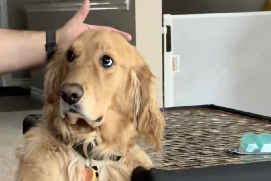 Der Golden Retriever verstand einfach nichts mehr.