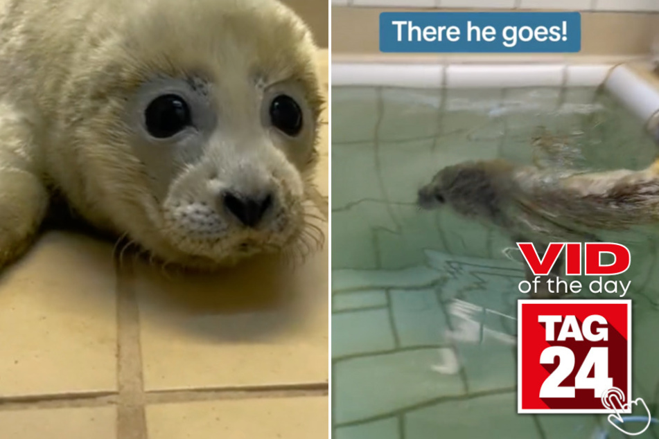 Today's Viral Video of the Day features a seal who finally swam again after being in an intensive care room!