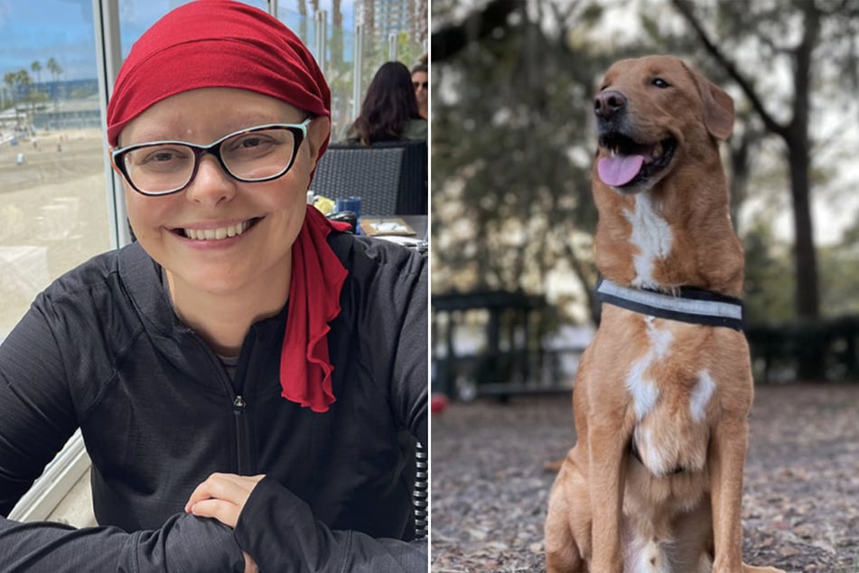 Gracias al mestizo de Labrador Retriever Ceto, se pudo detectar a tiempo el cáncer de Chase Johnson (36).