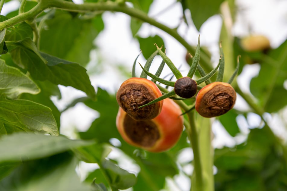 Schuld an braunen Flecken an der Unterseite von Tomaten: Calciummangel.