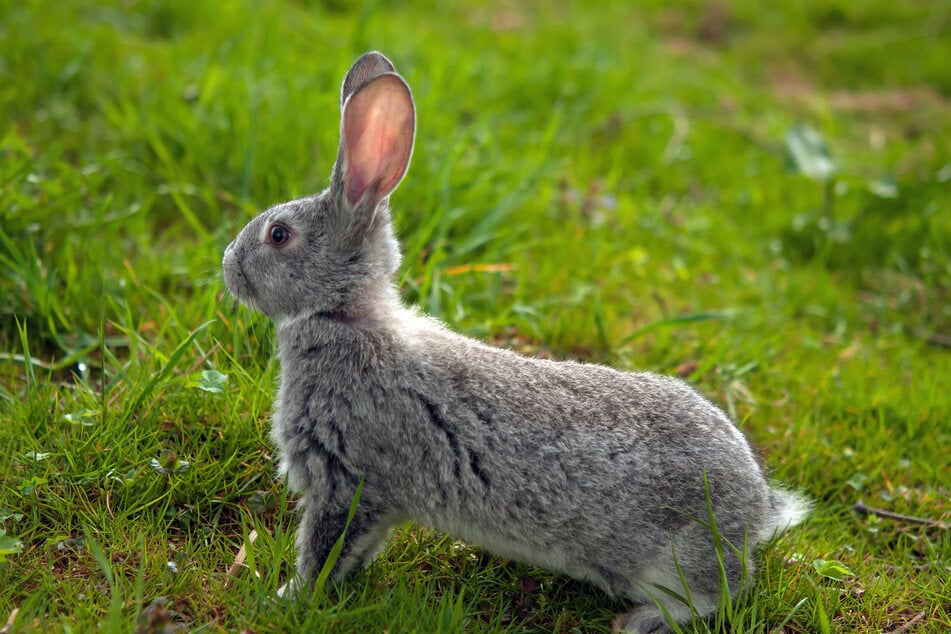 Das Klopfen hat bei Kaninchen einen evolutionären Ursprung.