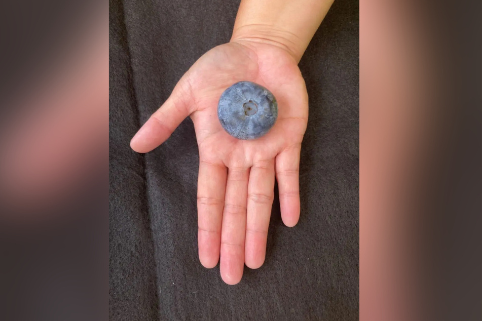 This blueberry holds the world record for the heaviest specimen!