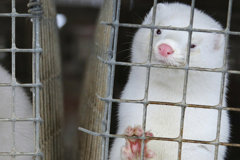 Russland entwickelt Corona-Impfstoff für Tiere