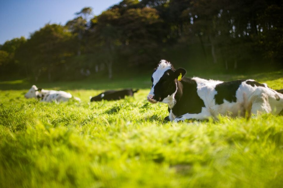 Rinder und Lämmer produzieren enorm viele Treibhausgase. (Symbolbild)