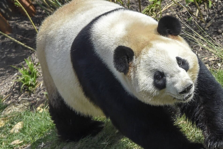 Panda-Weibchen Mao Sun wird von ihrem Partner ignoriert.