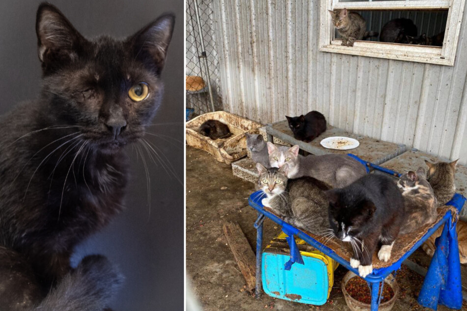 The cats were kept in horrible conditions(r). Some cats suffered injuries that they will carry for life (l).