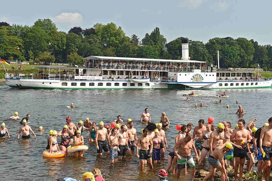 1800 Wasserratten waren beim Elbeschwimmen dabei.