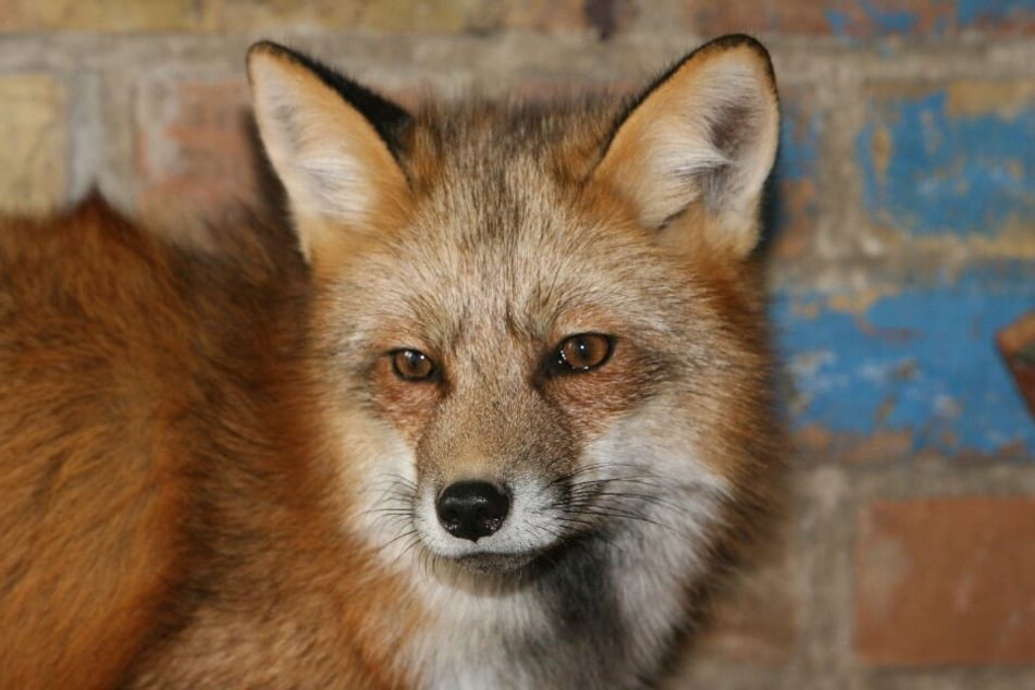 Fachleute bestätigten das Verhalten: Ein Fuchs war für das kopflose Reh verantwortlich. (Symbolbild)