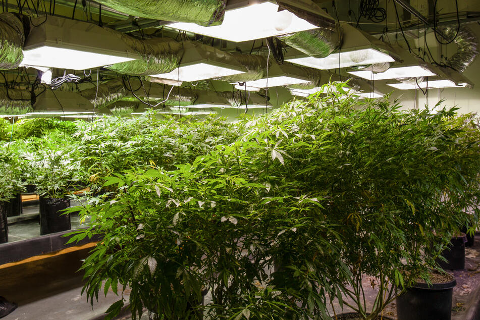 Mehr als 200 Cannabispflanzen wurden auf einem Grundstück in Radebeul entdeckt. (Symbolbild)