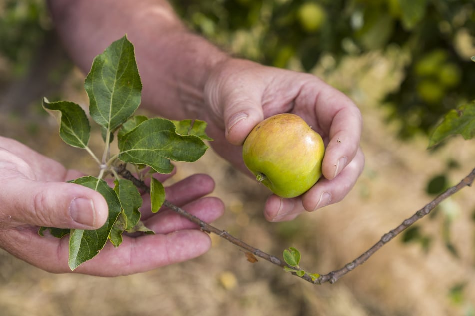 Golfballgroßes Objekt der Forschung: Der Ur-Apfel Malus sieversii ist in Kasachstan beheimatet. Heute sind allein in Deutschland rund 50 Apfelsorten auf dem Markt - von Gala über Golden Delicious bis Braeburn.