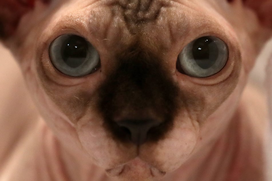 Sphynx-Katzen sehen den sogenannten "Bullycats" sehr ähnlich. (Symbolfoto)