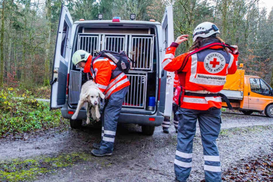 Mantrailer Hunde im Wald.