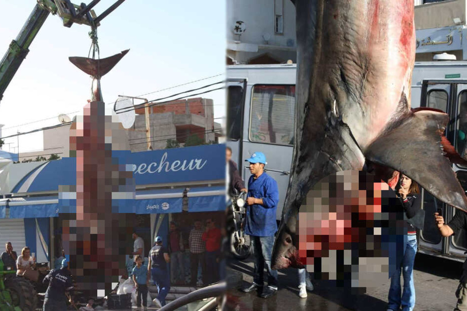 Blutüberströmter Weißer Hai in Stadt aufgehängt
