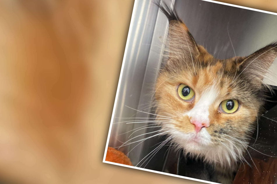"Wie kann man nur?": Bildhübsche Katze landet im Tierheim, Netz sauer über den Grund!