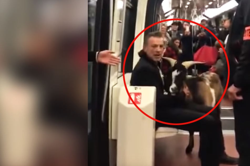 Der Mann wollte mit der Ziege partout nicht die Bahn verlassen.