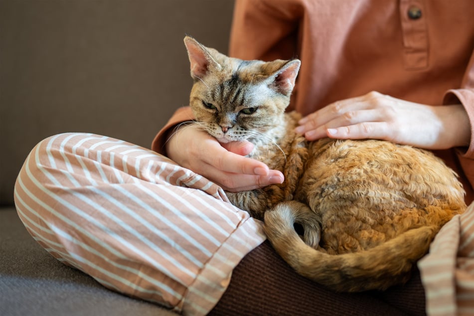 There's something sweet and weird about the Devon rex.