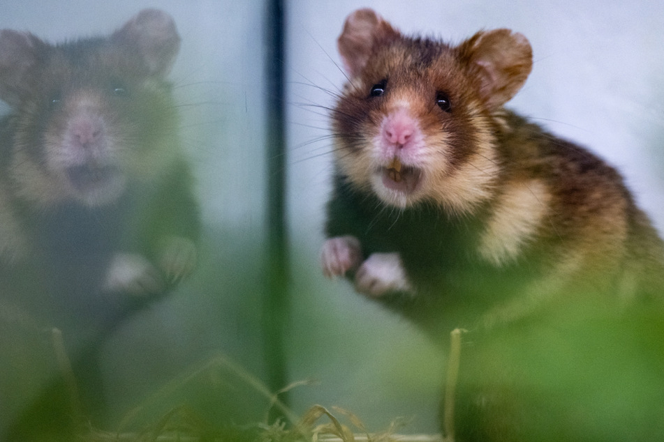 Feldhamster vor dem Aussterben retten: Leipziger Zoo gründet Zuchtstation