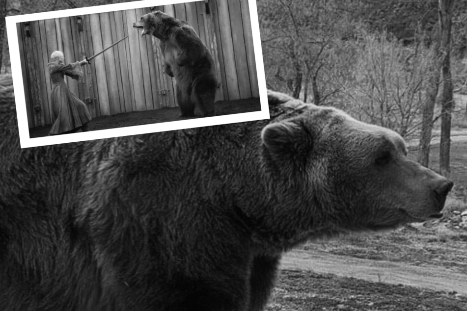 Game of Thrones: Trauer um "Game of Thrones"-Bär: Bart the Bear II ist verstorben