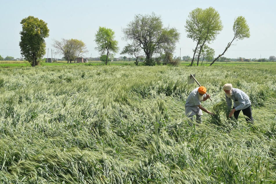 Farmers inspect flattened wheat crops at a field on the outskirts of Amritsar, India, on March 31, 2024.