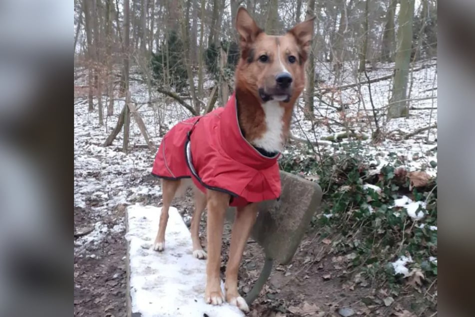 Mischling Pablo (4) wurde von seinem Besitzer geschlagen und will von liebevollen Menschen adoptiert werden.