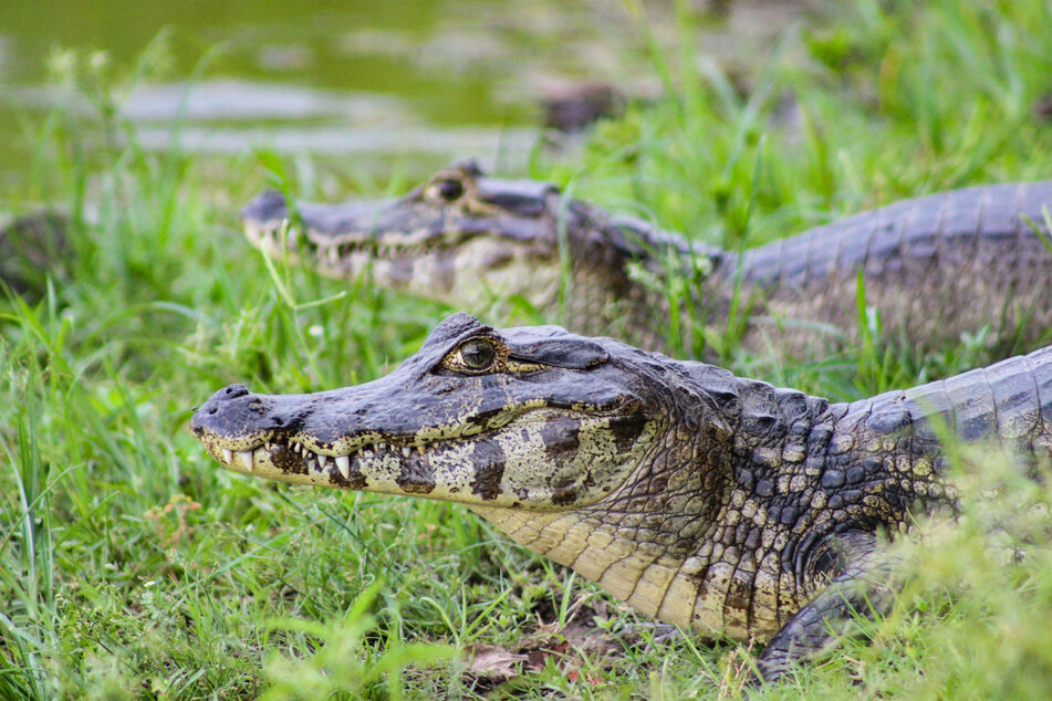 Caimans are very different from alligators and crocodiles.