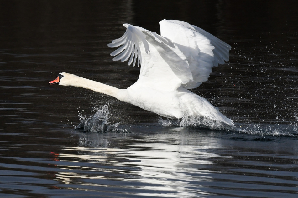 Bei einem Schwan war der Erreger nachgewiesen worden. (Symbolbild)