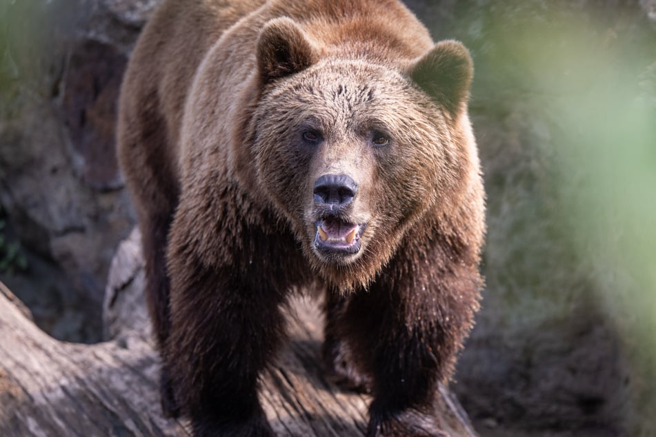 Die arme Frau wurde von einem Braunbären angegriffen. (Symbolbild)