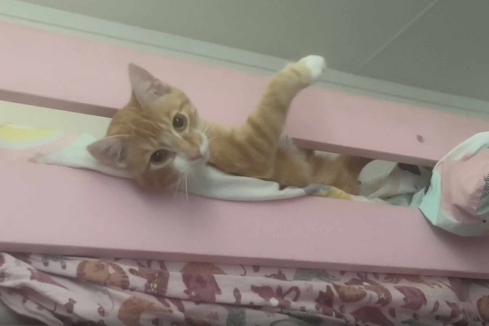 The Reddit user's orange cat can be seen in another hilarious video, this time with his head "stuck" in a bed railing.