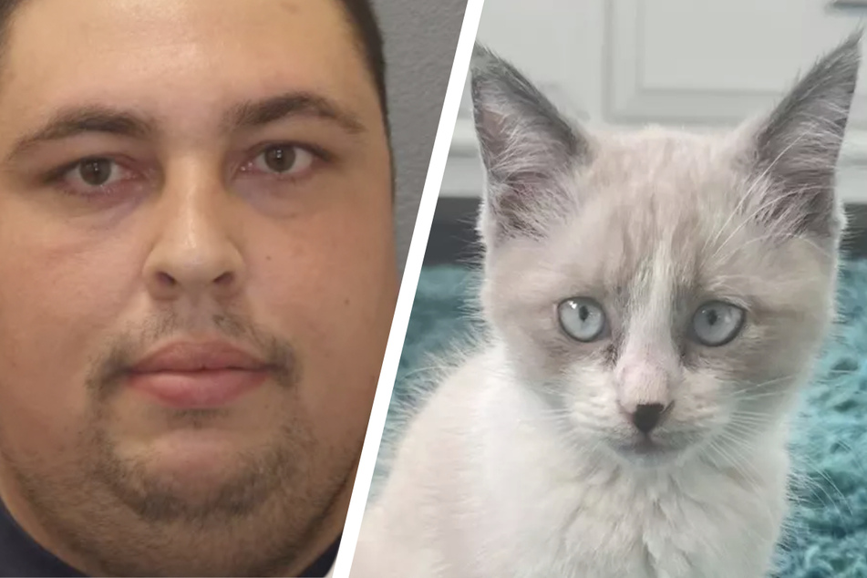 Mann wirft Katzen aus fahrendem Auto: Nur eines der Tiere überlebt
