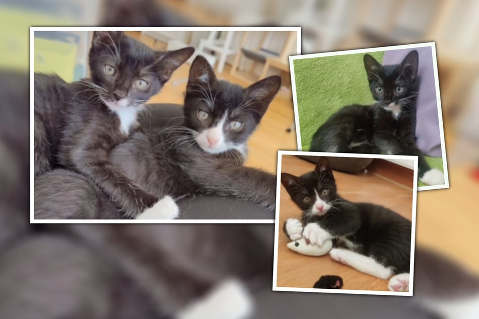 Raya und Alfonso sind ein unzertrennliches Paar. Gemeinsam suchen sie ein neues Zuhause.