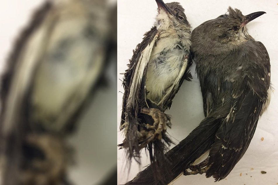 Mehrere Vögel starben durch die Strapazen.