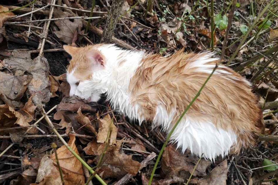 Die Katze, die auf den Namen "Maja" getauft wurde, ist vermutlich von einem Auto angefahren worden.