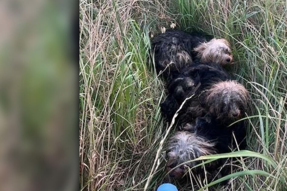 Vier Terrier an Bundesstraße ausgesetzt - einer muss sein Leben lassen