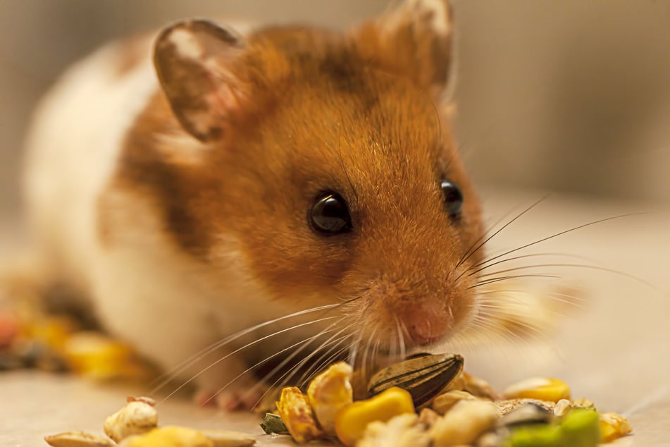 Hamster ernähren sich vorwiegend von Körnern und Samen. Aber eignen sich auch alle?