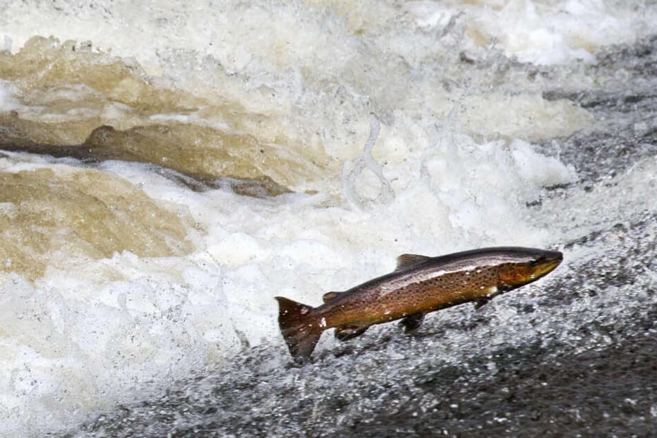 Eine Forelle springt aus einem Fluss: Wie die Chemikalie in die Fische kam, muss noch geklärt werden. (Symbolbild)