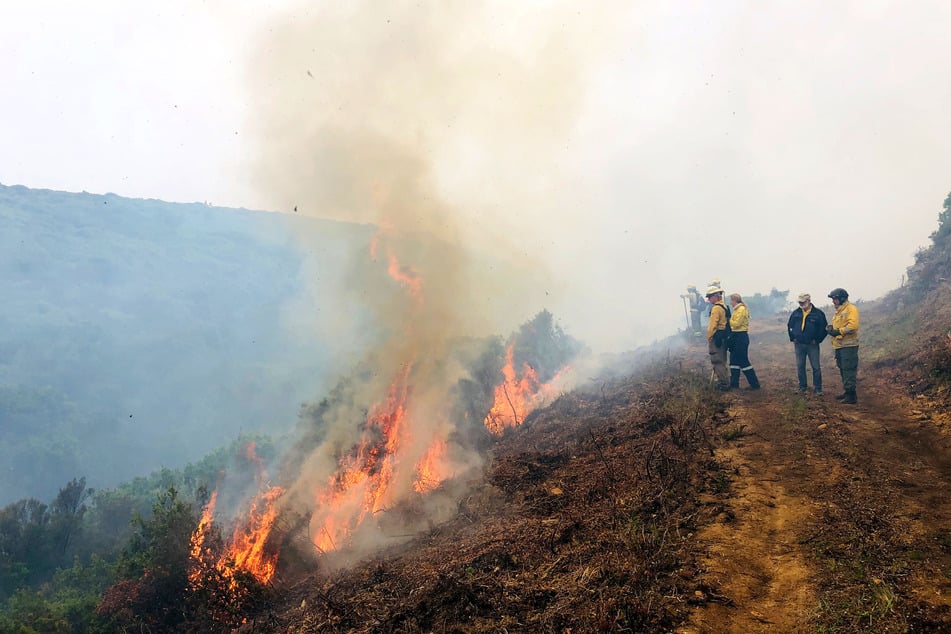 Der kontrollierte Brand einer Buschfläche soll in Portugal Platz für neuen Wald schaffen. "Feuerökologie" soll auch in Deutschland helfen.