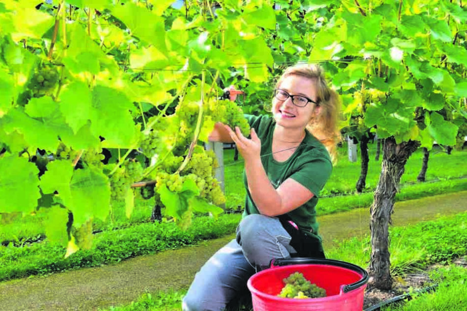 Endlich Hier Gibt Es Jetzt Wieder Lecker Federweisser Tag24