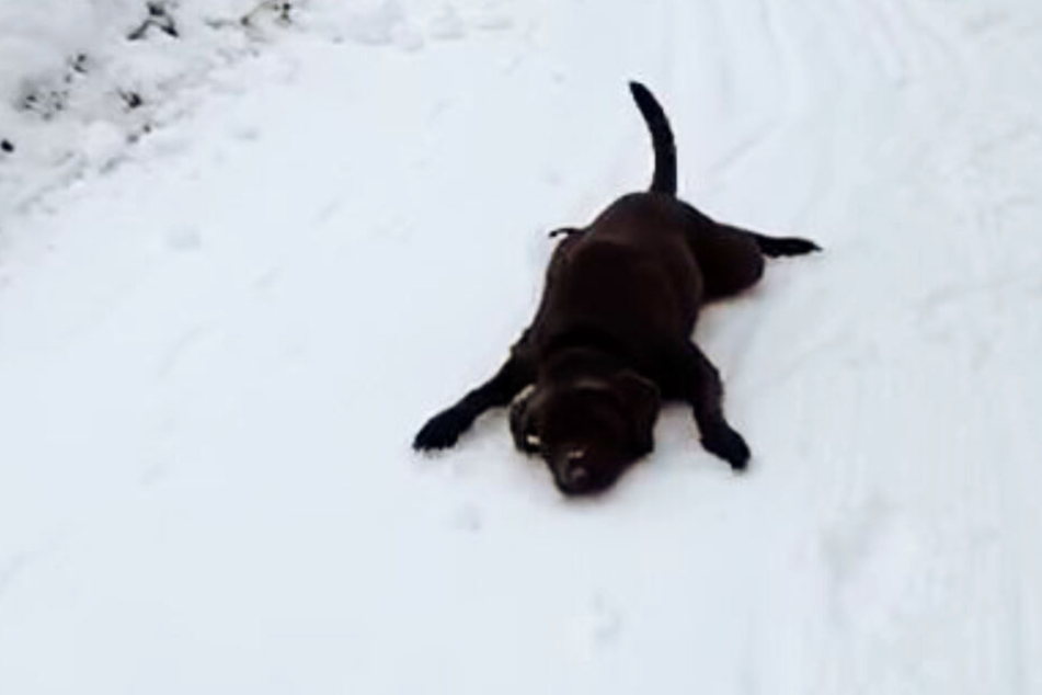 Endlich Schnee: Dieser Hund freut sich auf das erste Mal "Rodeln"