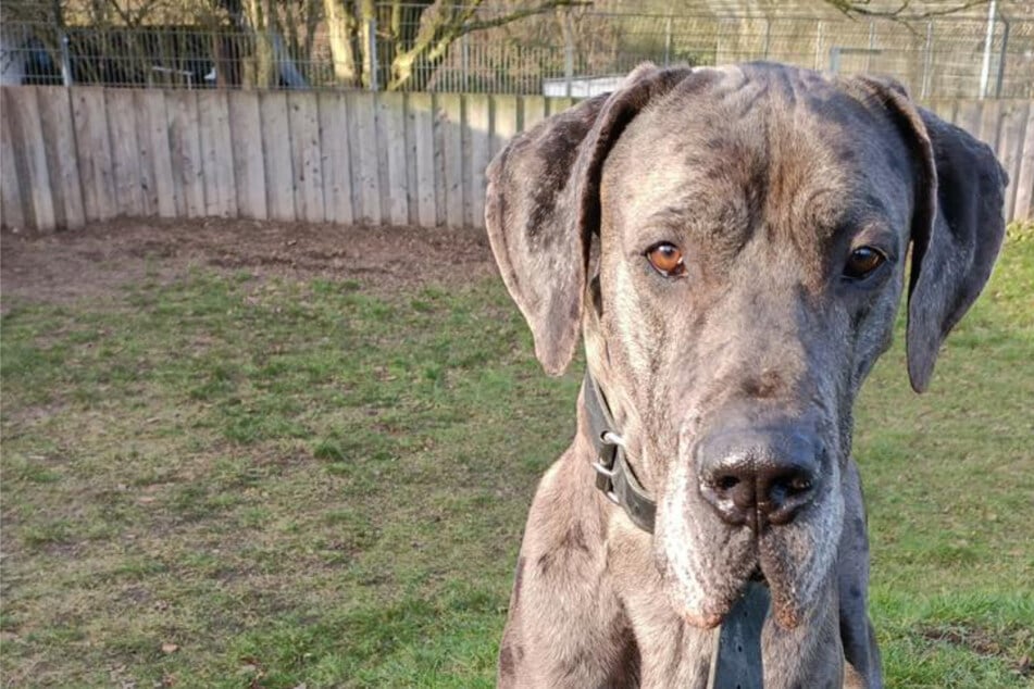 "Imposant mit einem Herz aus Gold": Dieser charmante Riese sucht ein Zuhause