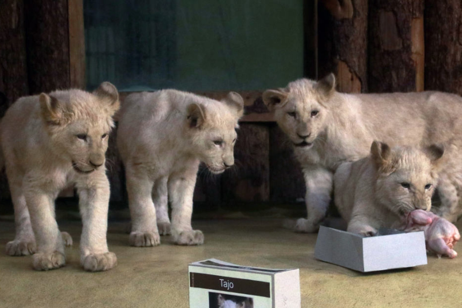 2018 freute sich der Magdeburger Zoo über die Geburt des Löwenquartetts Tayo, Simba, Amari und Nyala.