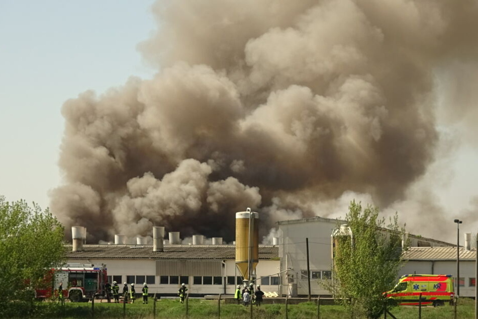 Bei dem Feuer waren am Sonntag rund 2000 Ferkel ums Leben gekommen.