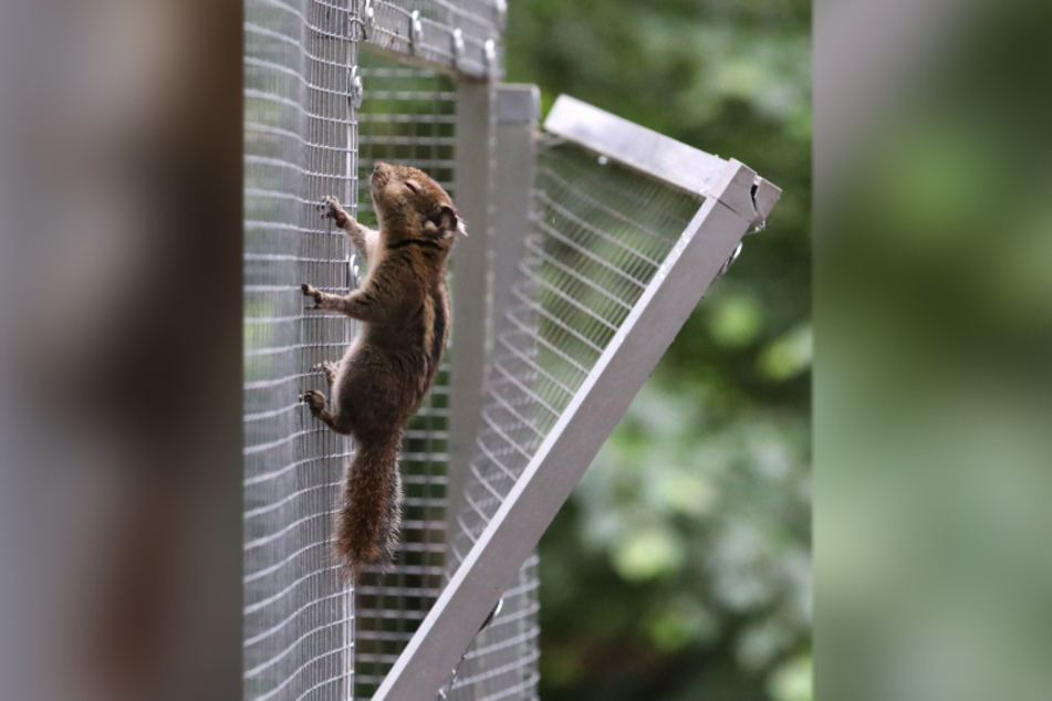 Eins der beiden vermissten Streifenhörnchen wurde erst kürzlich gesehen, wie es am kaputten Käfig herumklettert.