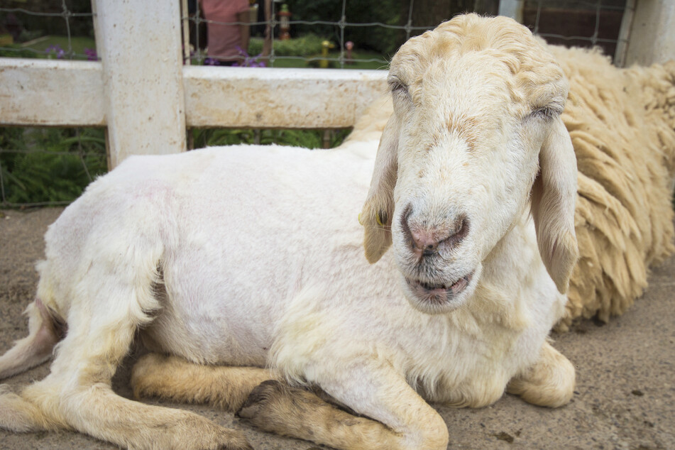 Dresden: Trio schleppt Schaf auf fremdes Grundstück und schneidet ihm die Kehle durch