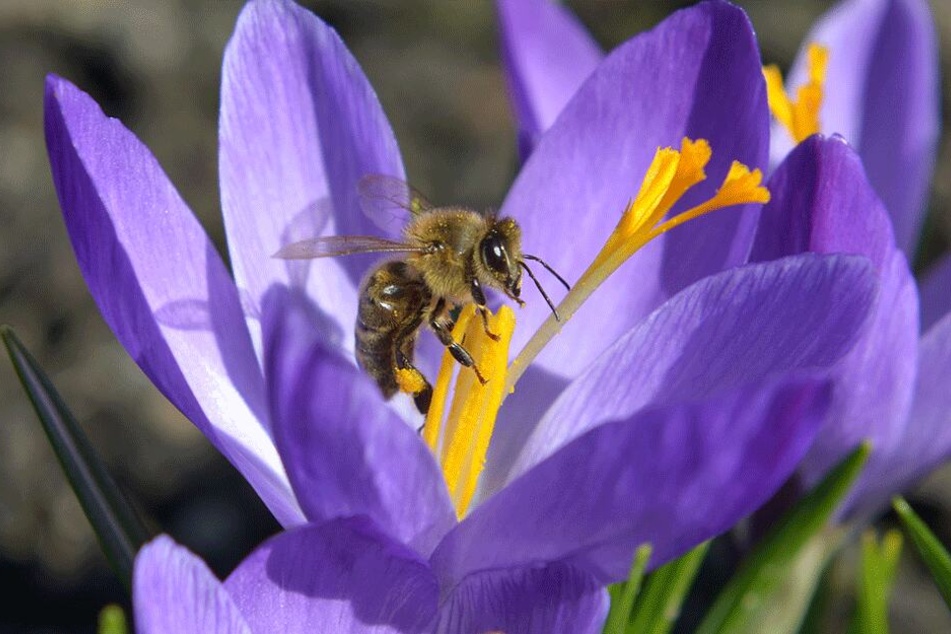 Hier gibt es noch Bienen: Die Insekten sind auch in den Krokussen der "Lebensfreude"-Gärten auf Nektar-Suche.