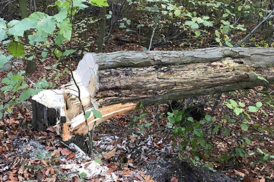 Der zerstörte Baum lässt erahnen, wie heftig der Aufprall gewesen sein muss.
